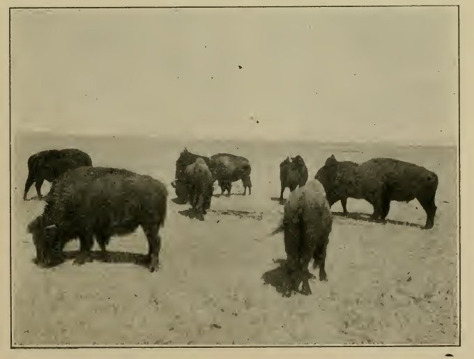 Buffalo on the Great Plains