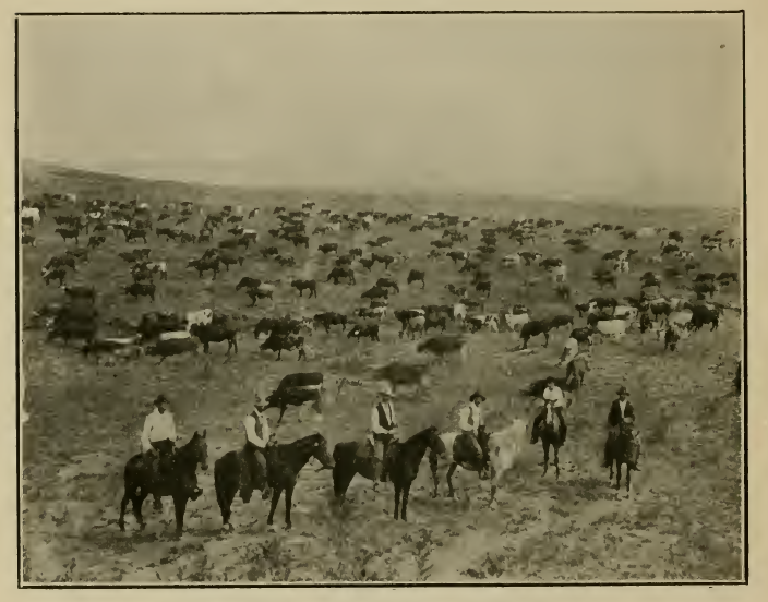 A herd of Range Cattle